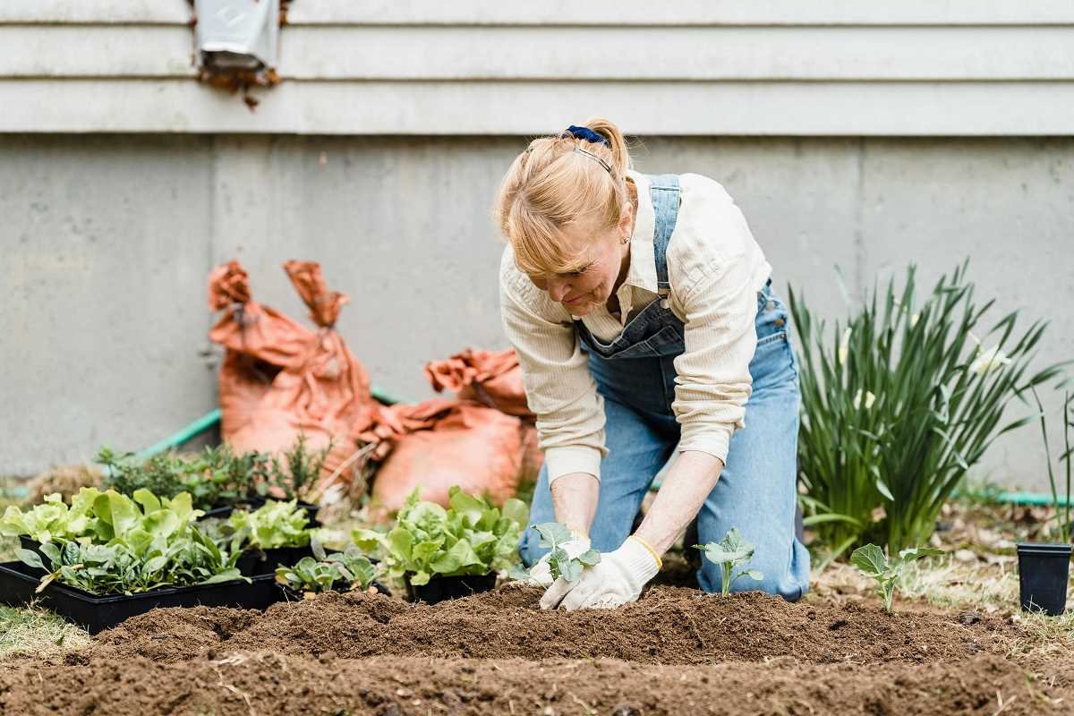 How to Choose the Right Native Plants for a Drought-Resistant Landscape
